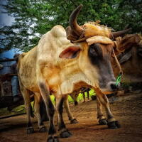 Cuban ox