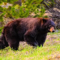 Black bear
