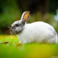 White bunny in Minoru Park grass (Richmond, BC)