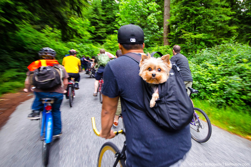 http://cdn.bielousov.com/wp-content/uploads/2013/06/cycling-with-dog-at-critical-mass-stanley-park-vancouver-960x640.jpg