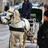 Coachman in Montréal Historical Downtown Coachman in Montréal Historical Downtown