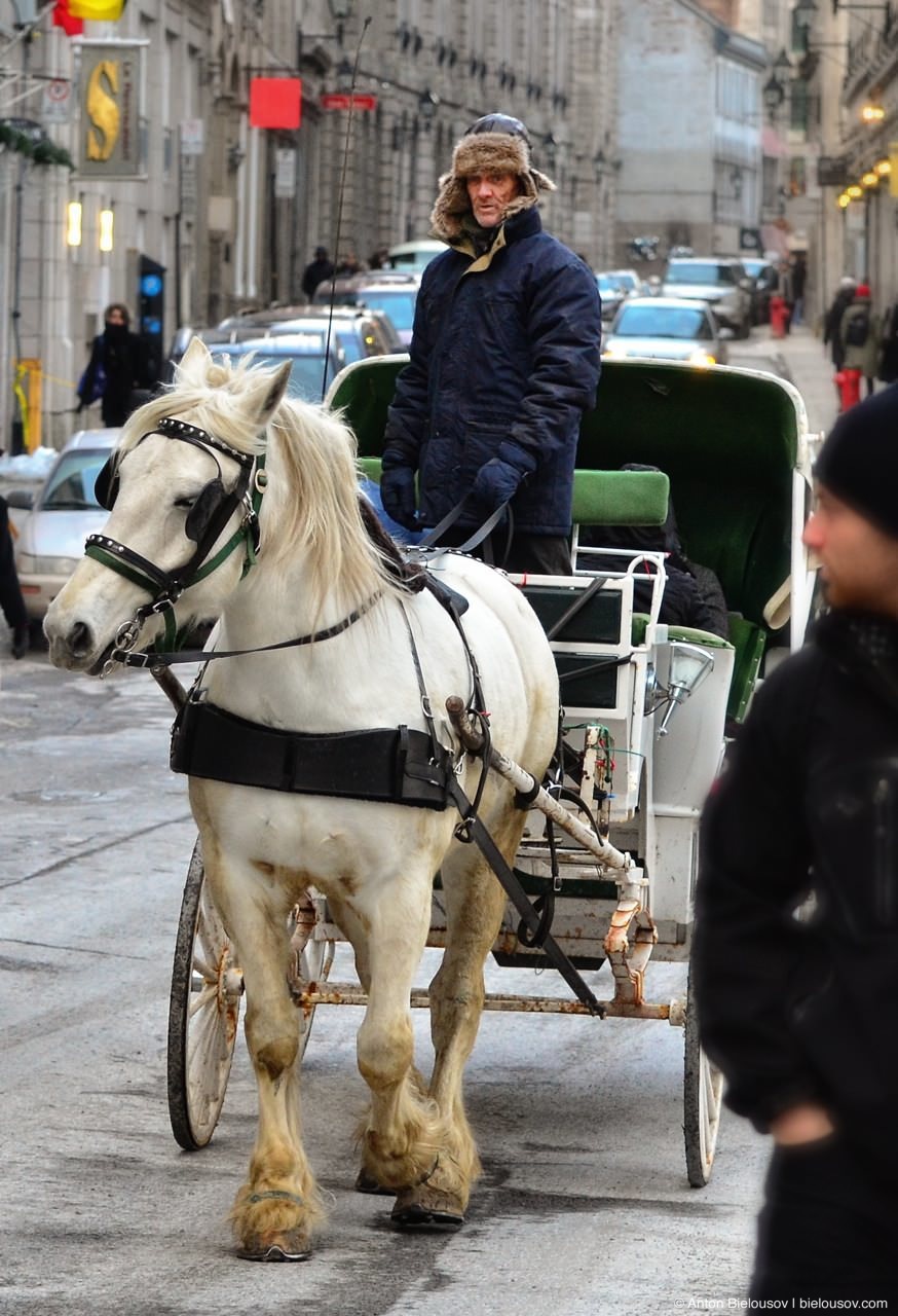 Coachman in Montréal Historical Downtown