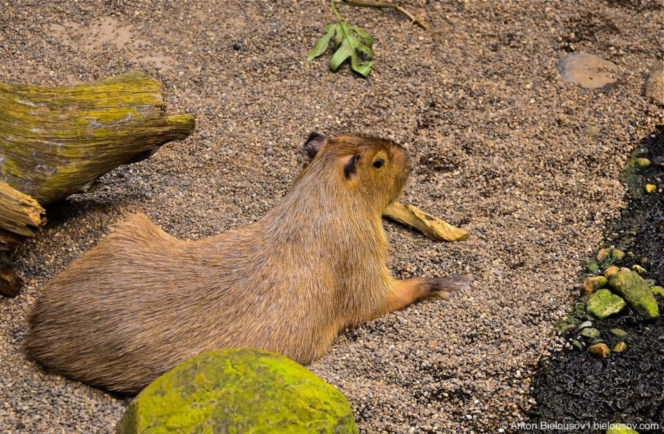 Capybara in Montréal Bio Dôme