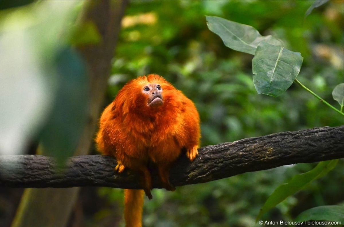 Golden lion tamarin in Montréal Bio Dôme