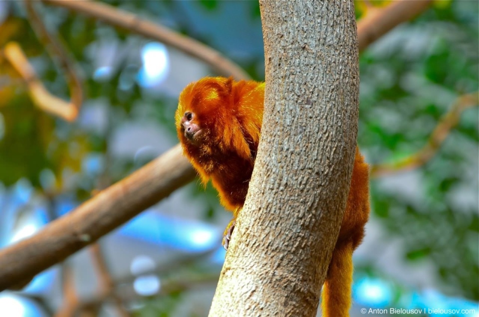 Golden lion tamarin in Montréal Bio Dôme