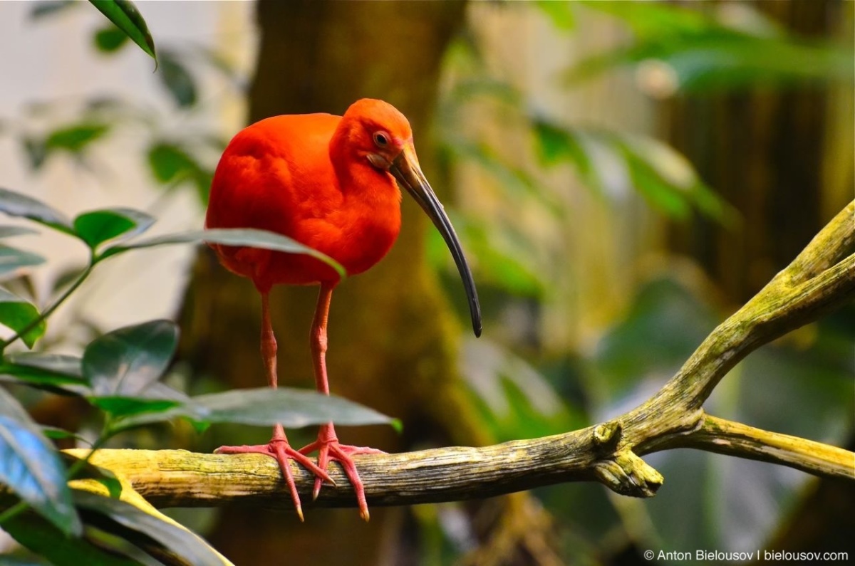 Scarlet ibis in Montréal Bio Dôme