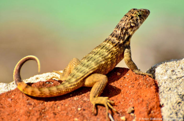 Cuban lizard