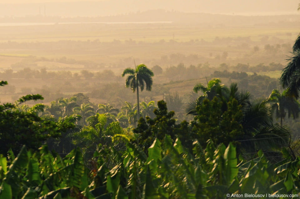 Cuban banana plantation