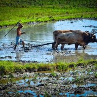 Cuban Oxen Cuban Oxen