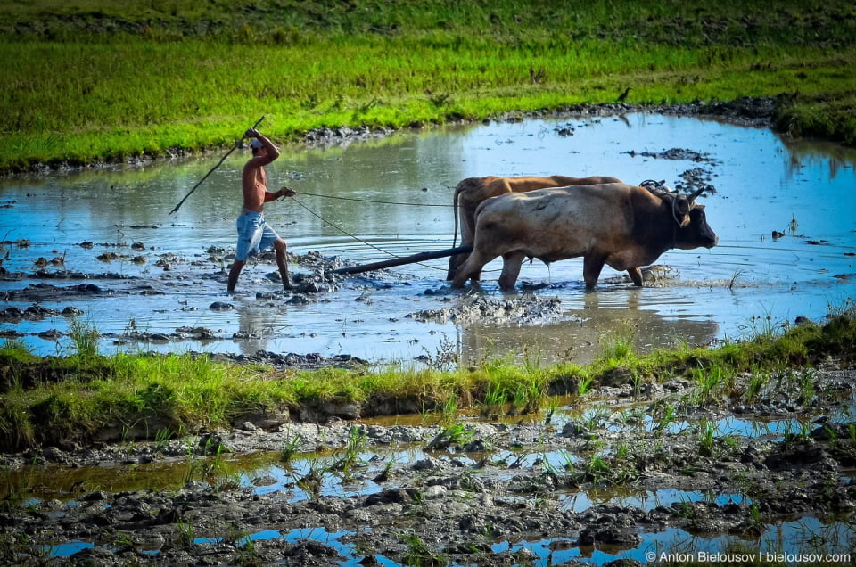 Cuban Oxen