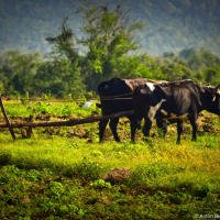 Plowing with cows on Cuba Plowing with cows on Cuba
