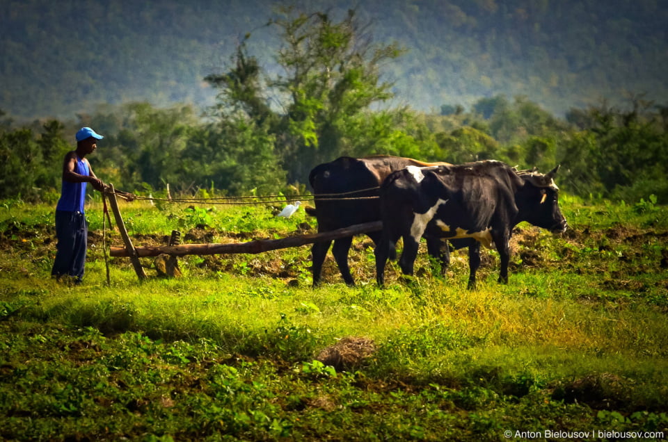 Plowing with cows on Cuba