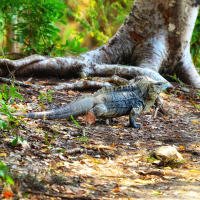 Cuban iguana Cuban iguana