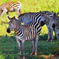 Cuban zebras Cuban zebras