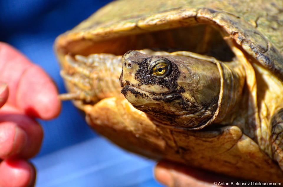 Cuban Turtle