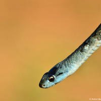 Cuban Snake Cuban Snake