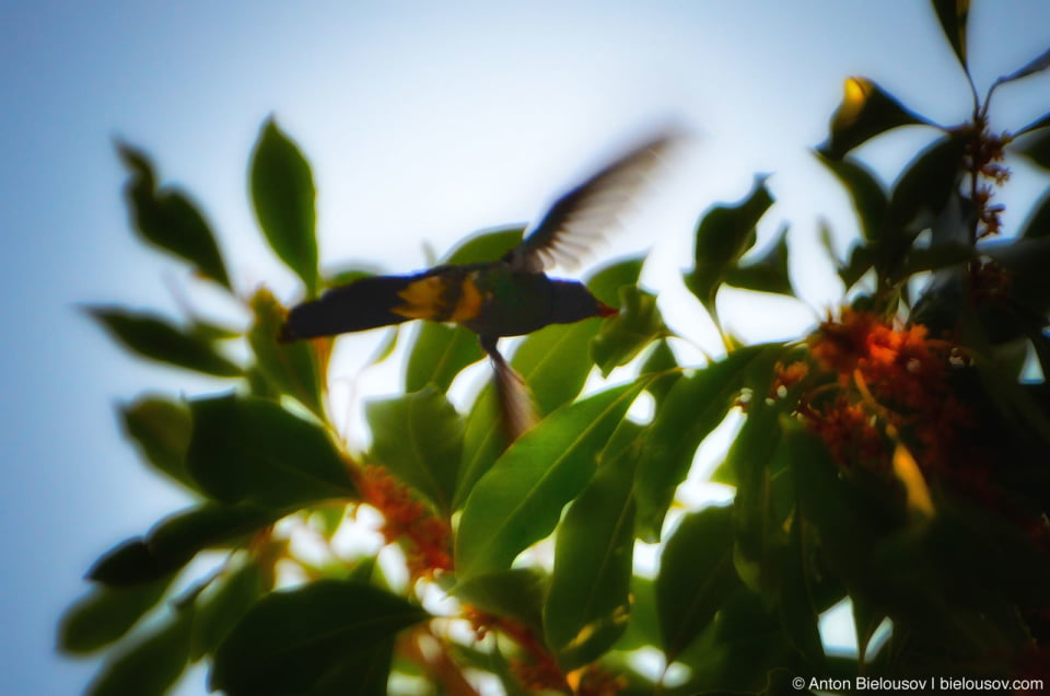 Cuban calibri bird