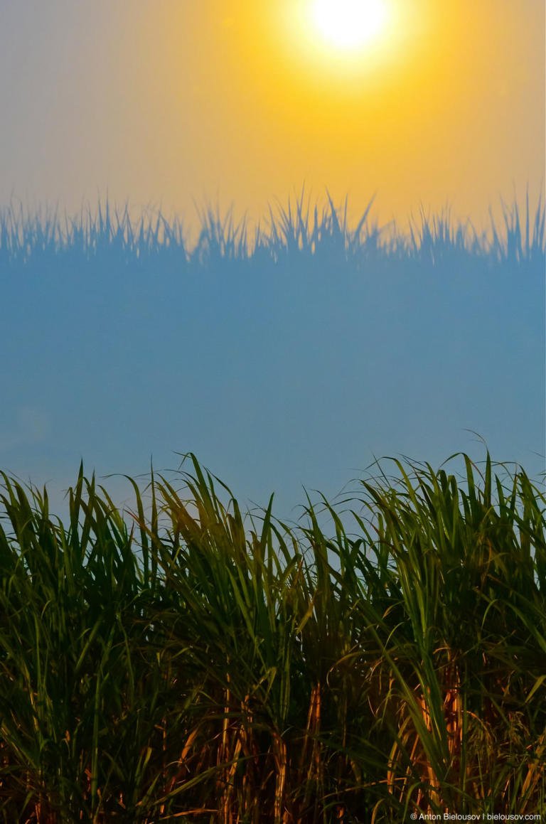 Cuban sugar cane plantation on sunset reflected in bus window