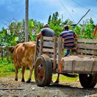Cuban oxen Cuban oxen