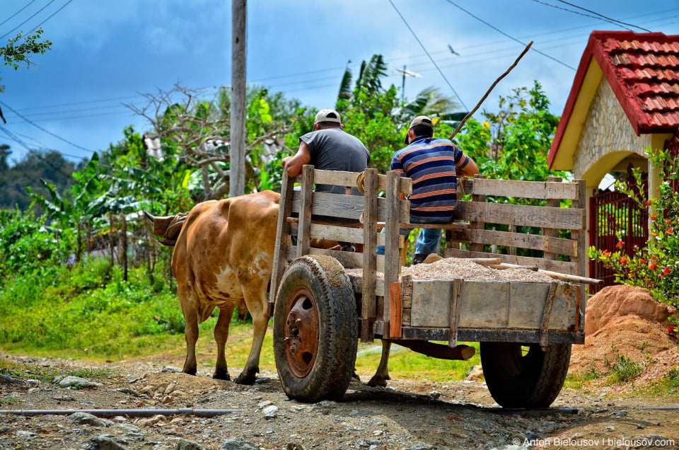 Cuban oxen