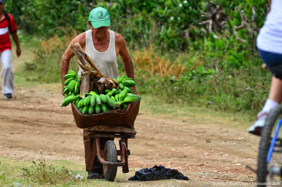 Cuban farmer with bananas