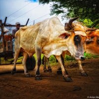 Cuban Ox Cuban Ox