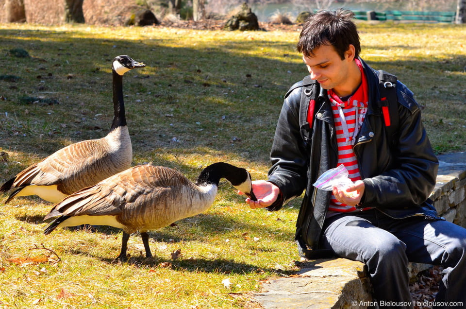 Feeding Canada Geese