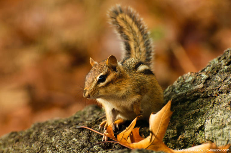 Chipmunk in Toronto High Park