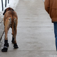 Dog boot save laws from salt Dog boot save laws from salt