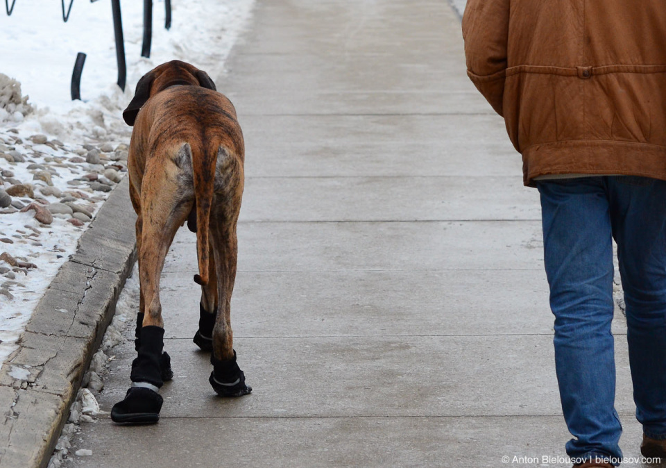 Dog boot save laws from salt