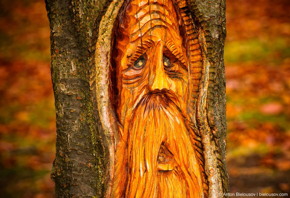 A face carved in a live tree