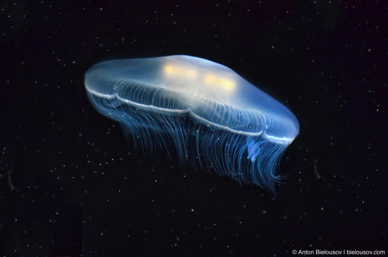 UFO Jellyfish in Toronto Zoo — Moon Jellyfish (Ушастая аурелия/Aurelia Aurita) in Toronto Zoo