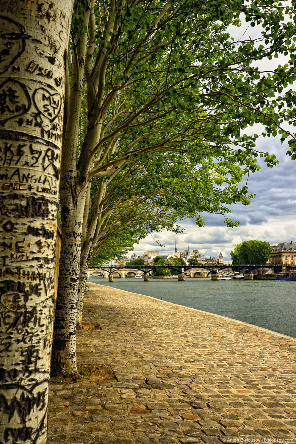 Paris Carved Trees on Seine River Shore