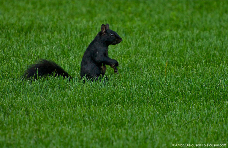 Canadian squirrel