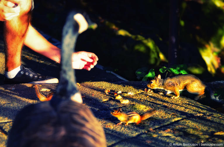 Feeding animals in High Park (Toronto, ON)