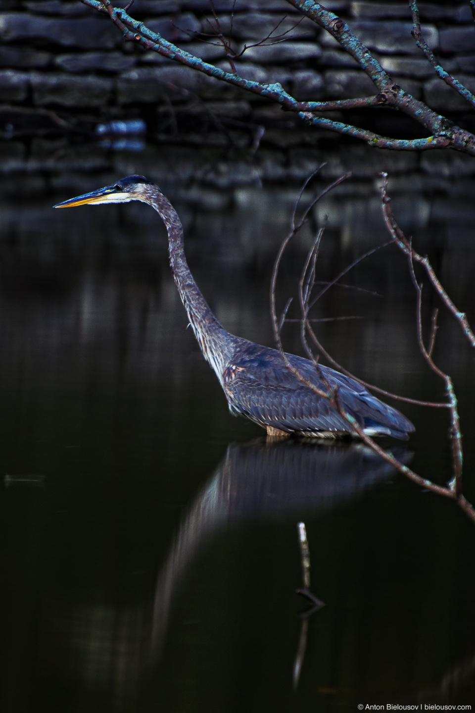 Grey Heron in High Park Toronto