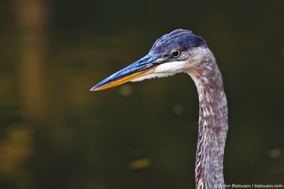 Grey Heron in Toronto High Park