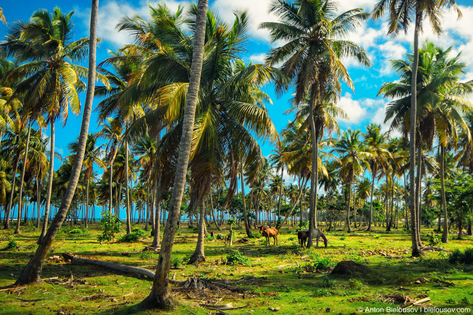 Dominican Republic — small horses and coconut palms