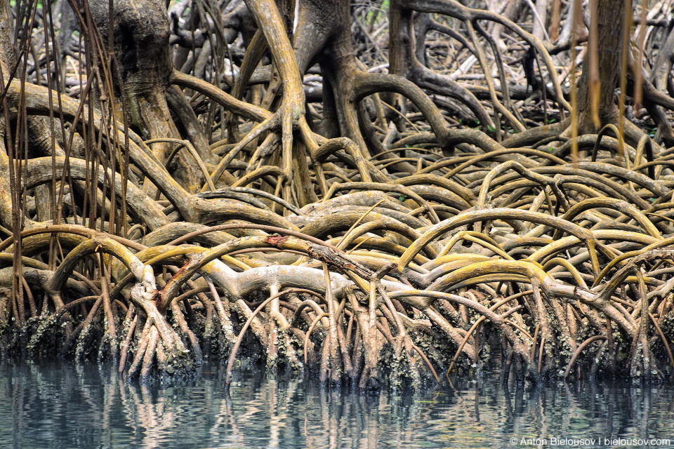 Dominican Republic — Los Haitises National Park mangrove roots