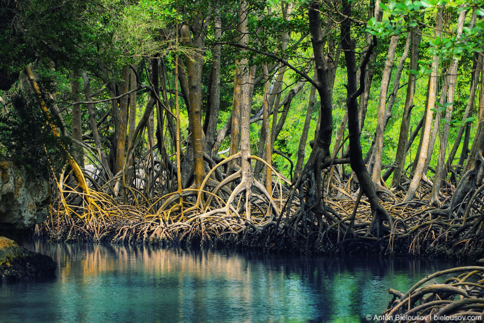 Dominican Republic — Los Haitises National Park mangroves