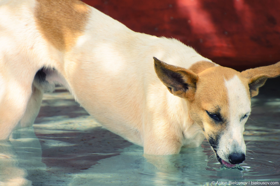 Dominican Republic mangrove drinking dog