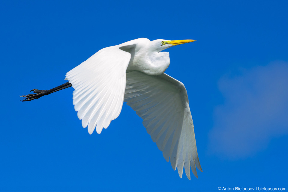 Flying cattle egret (Los Haitises, Dominican Republic)