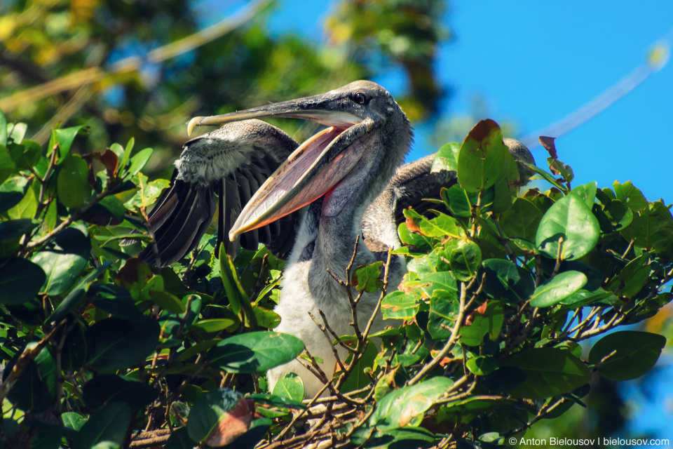 Teen pelican in the nest (Los Haitises, Dominican Republic)