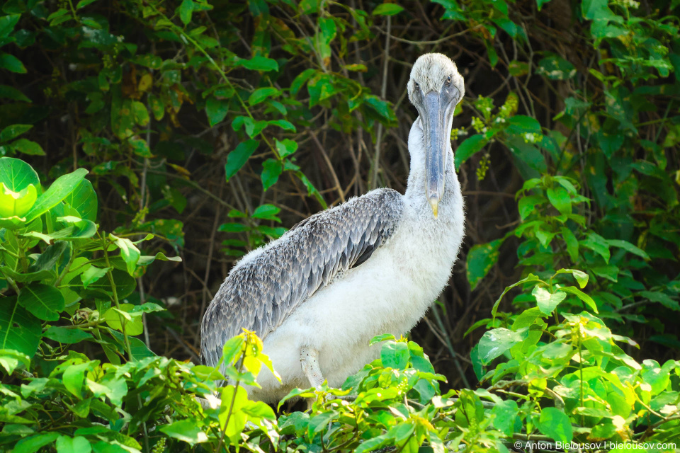 Teen pelican in the nest (Los Haitises, Dominican Republic)