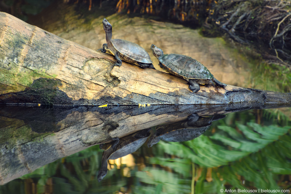 Turtles in Samaná (Dominican Republic)