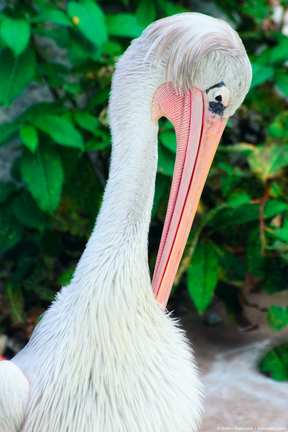 Great White Pelican Homer Simpson (Toronto Zoo)