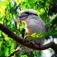 Laughing Kookaburra (Dacelo novaeguineae) — Смеющаяся кукабара или зимородок-великан Laughing Kookaburra (Dacelo novaeguineae) — Смеющаяся кукабара или зимородок-великан