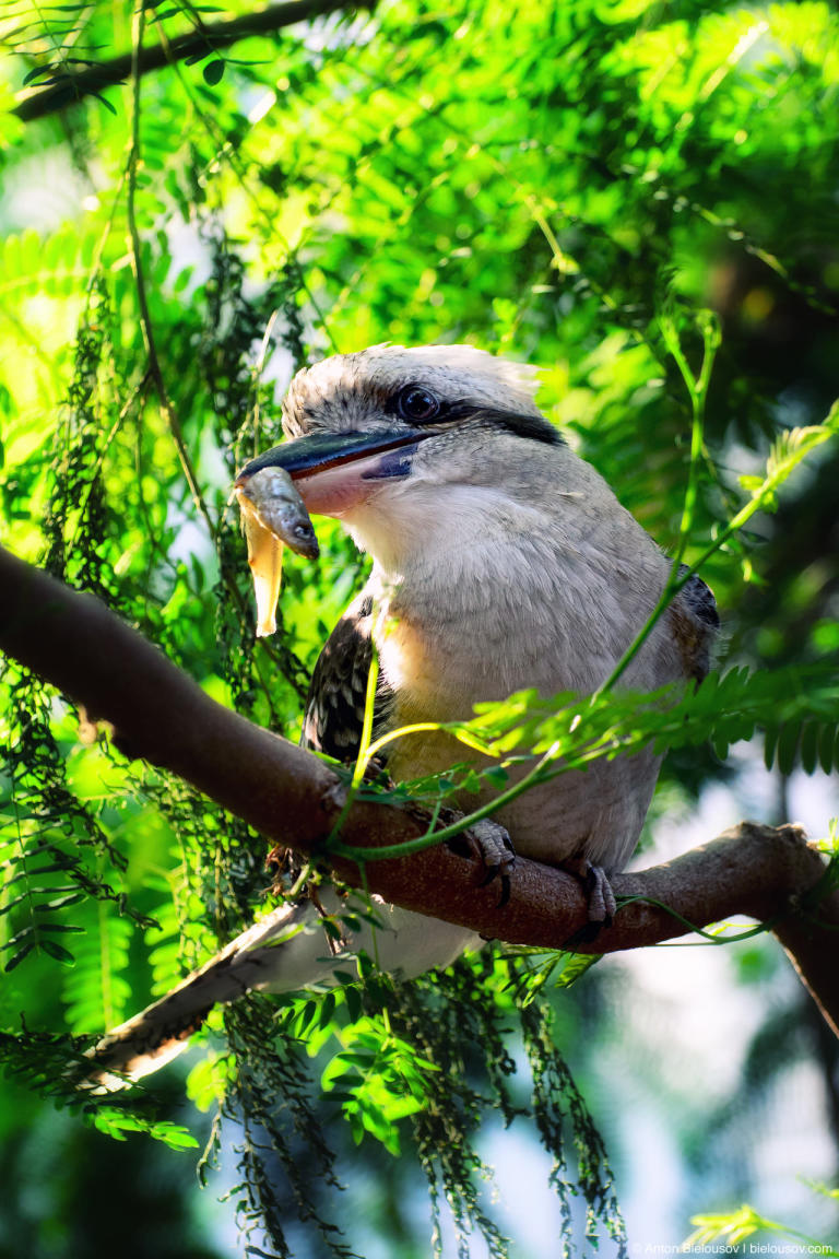 Фото: Зоопарк Торонто (Toronto Zoo)
