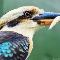 Laughing Kookaburra (Dacelo novaeguineae) — Смеющаяся кукабара или зимородок-великан Laughing Kookaburra (Dacelo novaeguineae) — Смеющаяся кукабара или зимородок-великан