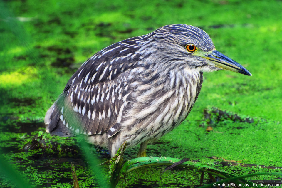 Little Bittern Ixobrychus Heron (Toronto Zoo)